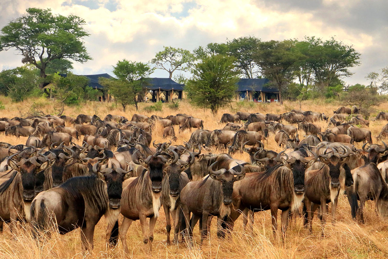 Nyasi Tented Camp